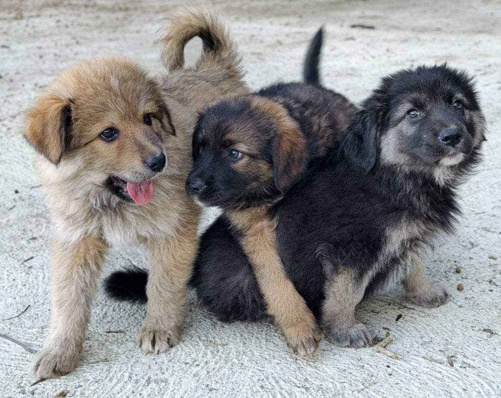 Italiaanse x Duitse herders kruising pups, 8 tot 15 weken, Meerdere, Meerdere dieren, CDV (hondenziekte)