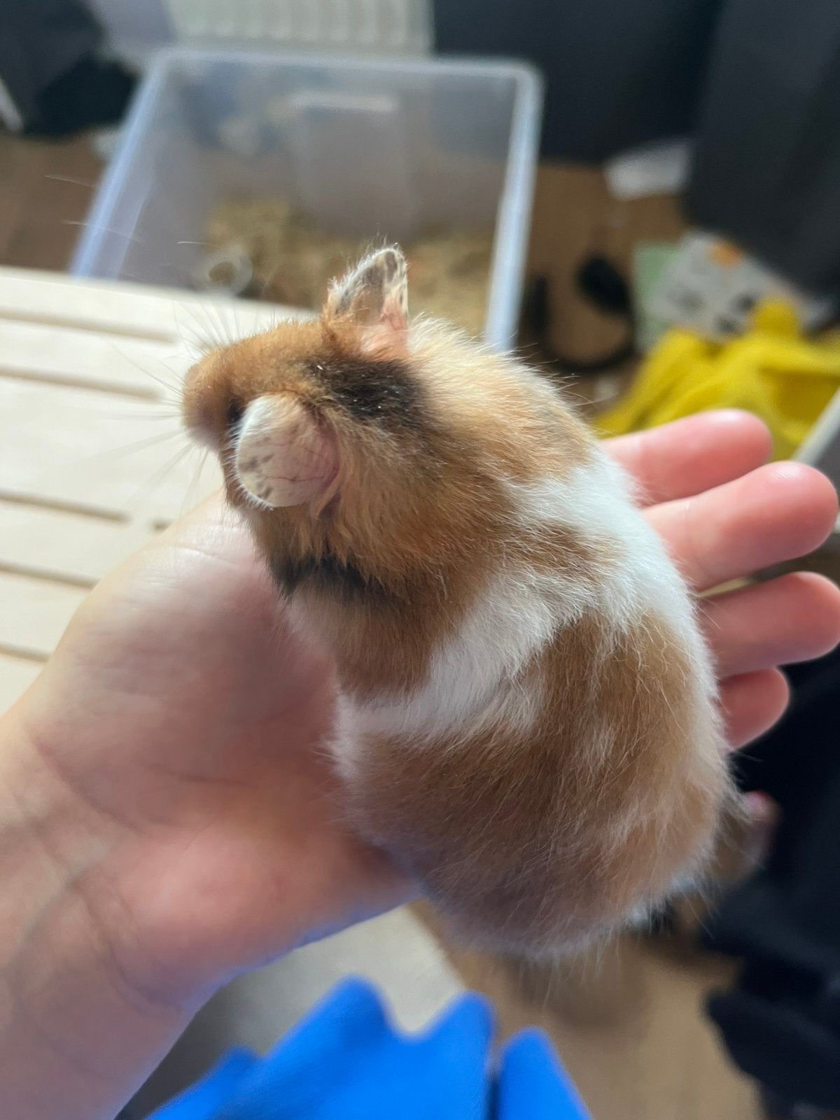 Lief Goud witband langhaar goudhamster vrouwtje, Dieren en Toebehoren, Knaagdieren, Hamster, Vrouwelijk, Mei, Tam