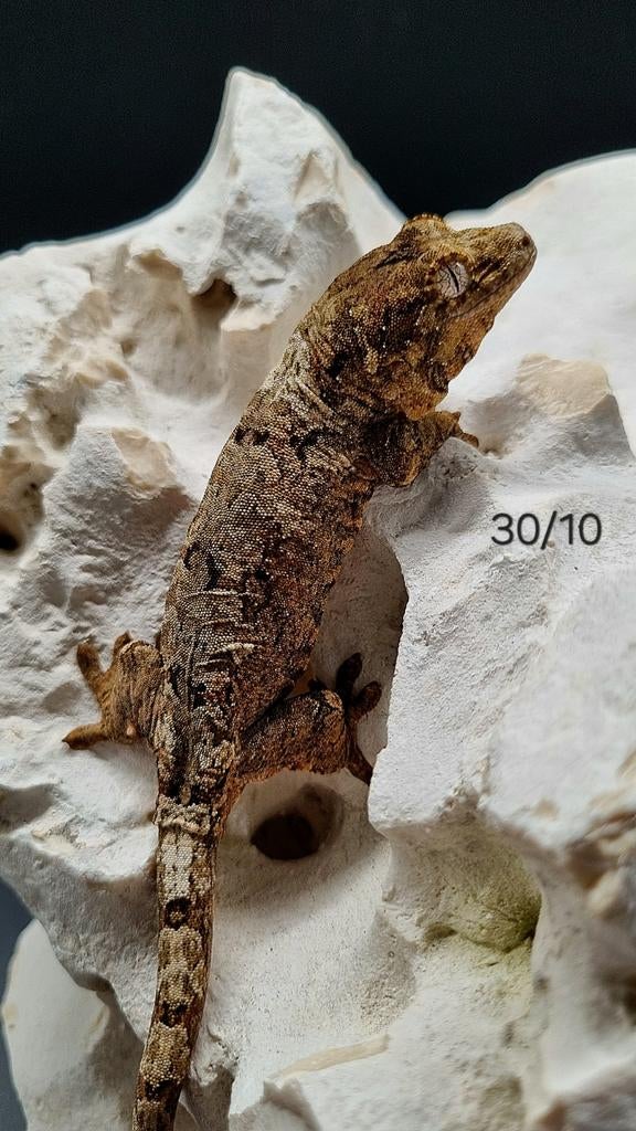 Chahoua white collar gecko Leopard Gecko - unknown for sale from Jumpcrestidgecko