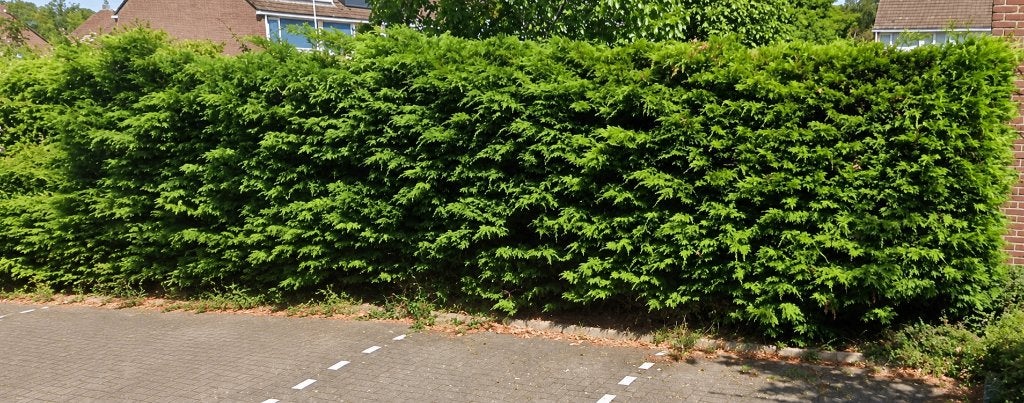 GRATIS AF TE HALEN: coniferenhaag (~2m hoog) - Zoetermeer, Ophalen, Conifeer, Haag, 100 tot 250 cm