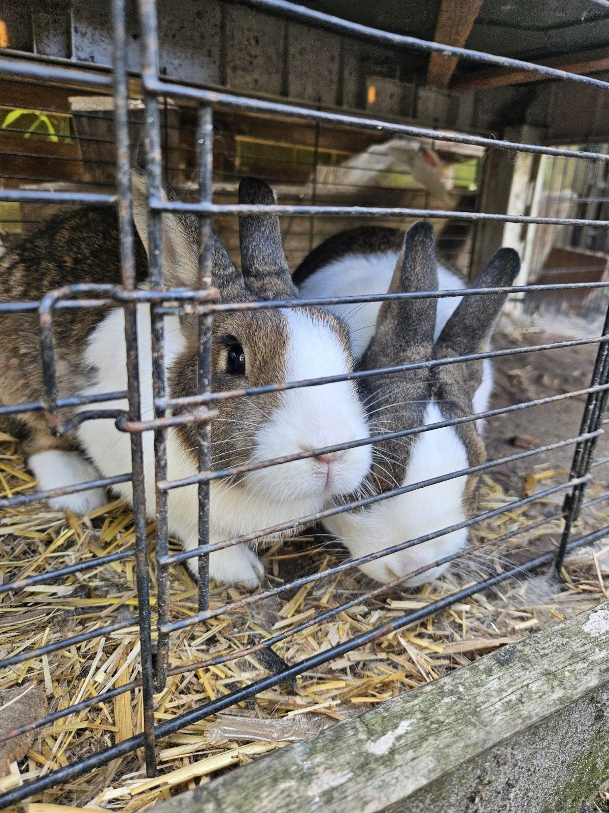 2 mooie konijnen incl. hok en zak voer!, Dieren en Toebehoren, Geslacht onbekend, Middelgroot, 3 tot 5 jaar