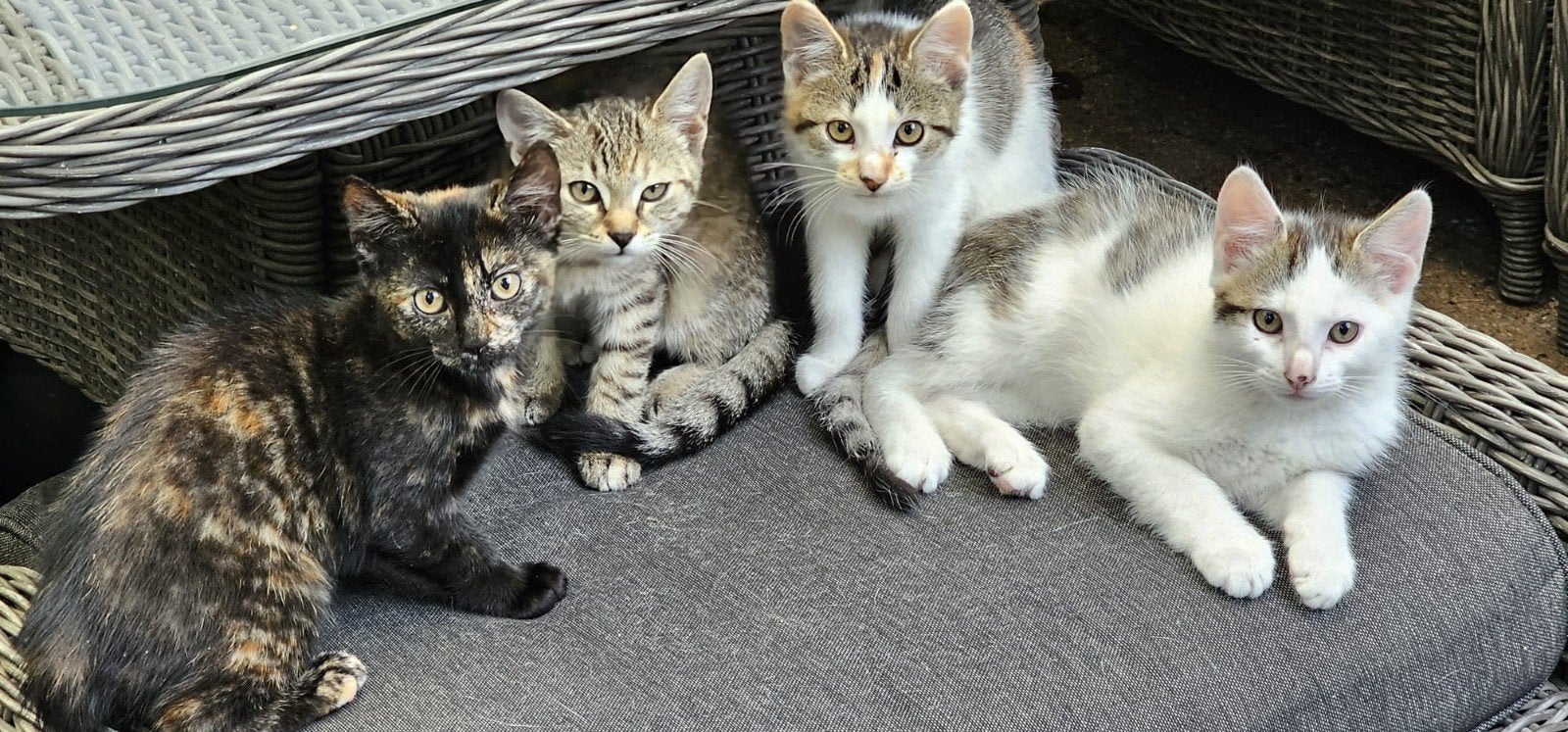 Syperlieve kittens Europese Korthaar x Sneeuwbengaal, Dieren en Toebehoren, Katten en Kittens | Overige Katten, Poes, Kortharig