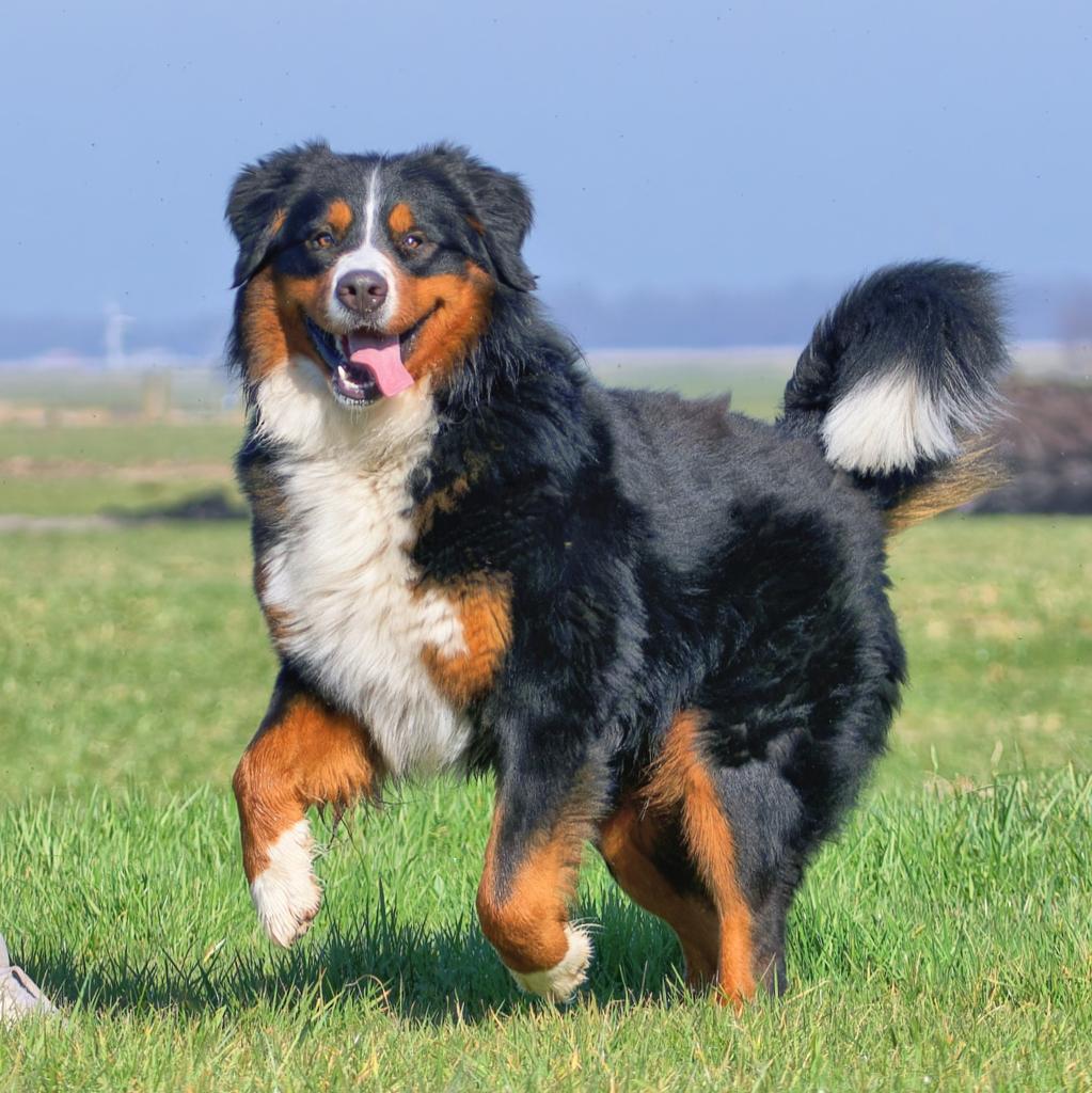 Knappe en Ervaren Berner Sennen Dekreu Aangeboden, Dieren en Toebehoren, Reu, 1 tot 2 jaar, Eén hond, Nederland