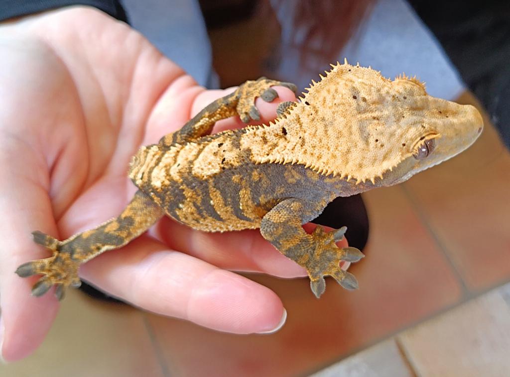 Wimpergekko man tiger, Hagedis, 0 tot 2 jaar