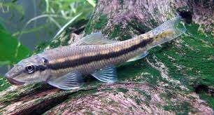 Gyrinocheilus aymonieri- Chinese algeneter- Koidream Valburg, Vis, Zoetwatervis