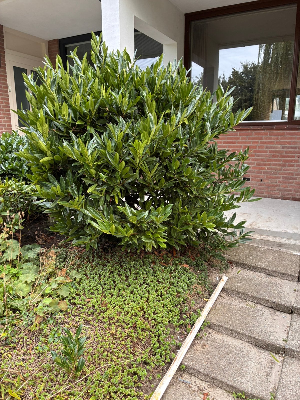 Gratis tuinplanten - zelf uitscheppen en afvoeren, Tuin en Terras, Planten | Tuinplanten, Ophalen, Vaste plant, Overige soorten