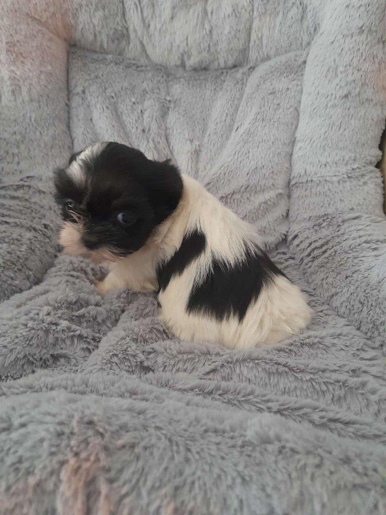 Kruising Boomer/Shih Tzu pups, Parvo, Overige rassen, 8 tot 15 weken, Meerdere