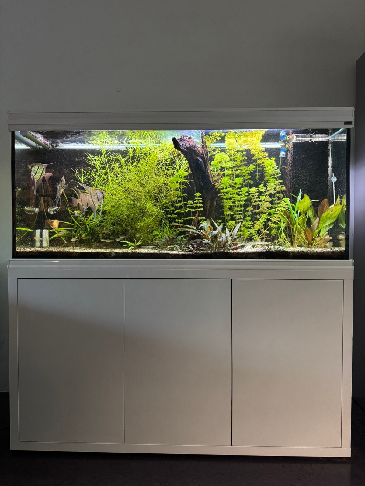 Aquatlantis 150 cm met witte onderkast, Dieren en Toebehoren, Ophalen, Gebruikt, Aquatlantis, Gevuld zoetwateraquarium