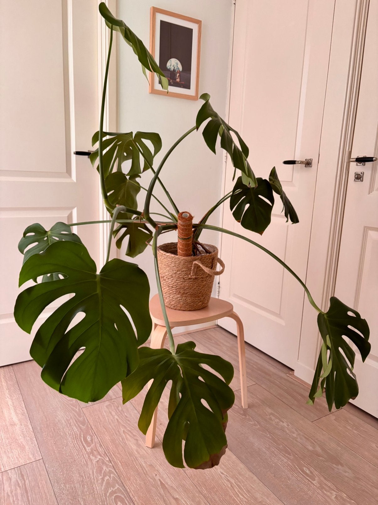 Big Monstera Plant ️, Ophalen, 100 tot 150 cm, Halfschaduw, In pot