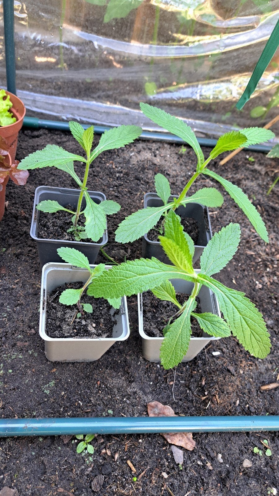 Verbena plantjes, Ophalen of Verzenden, Overige soorten, Volle zon
