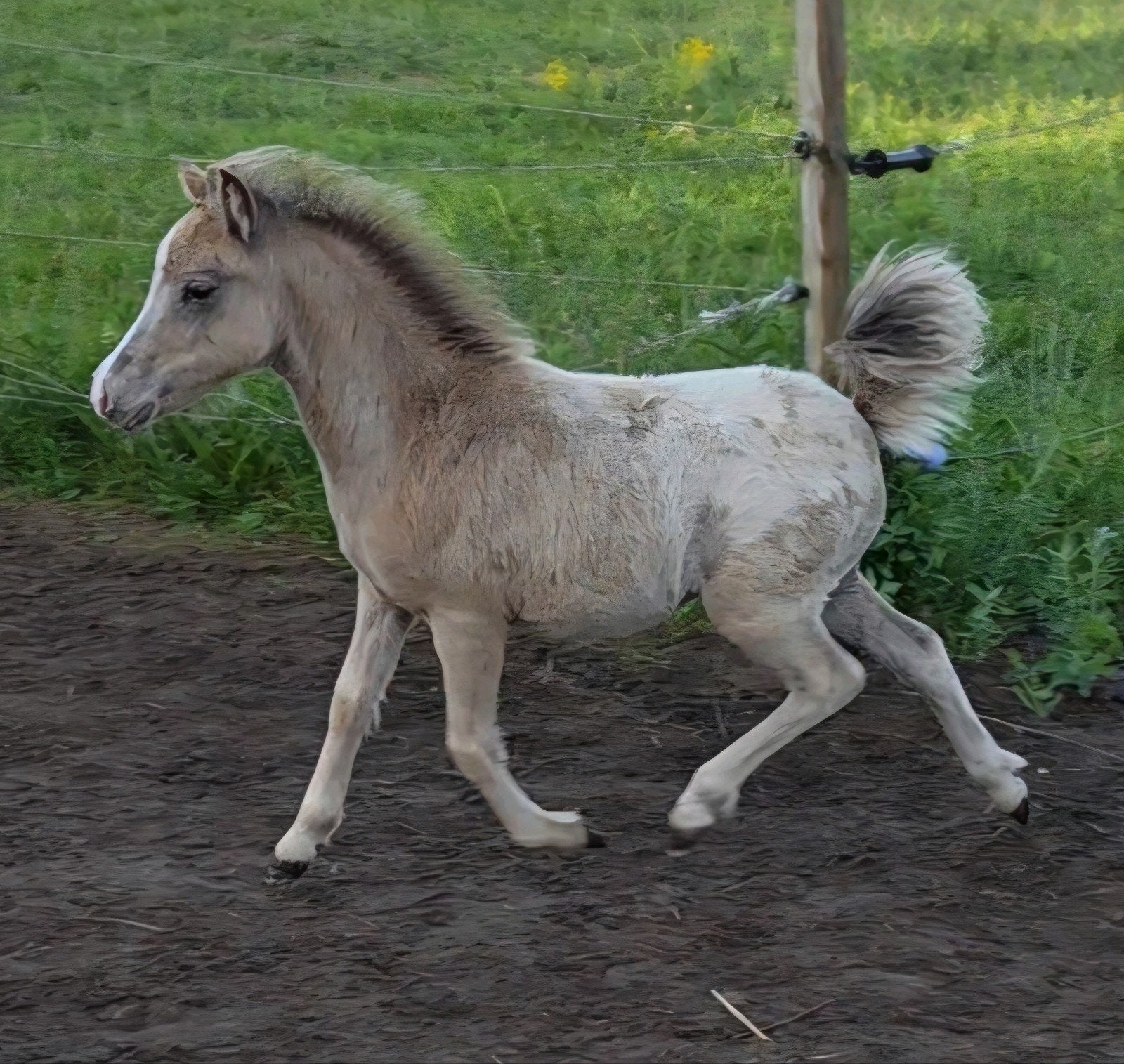 Ontzettend knap silver appaloosa hengst veulen nmprs, Hengst, 0 tot 2 jaar