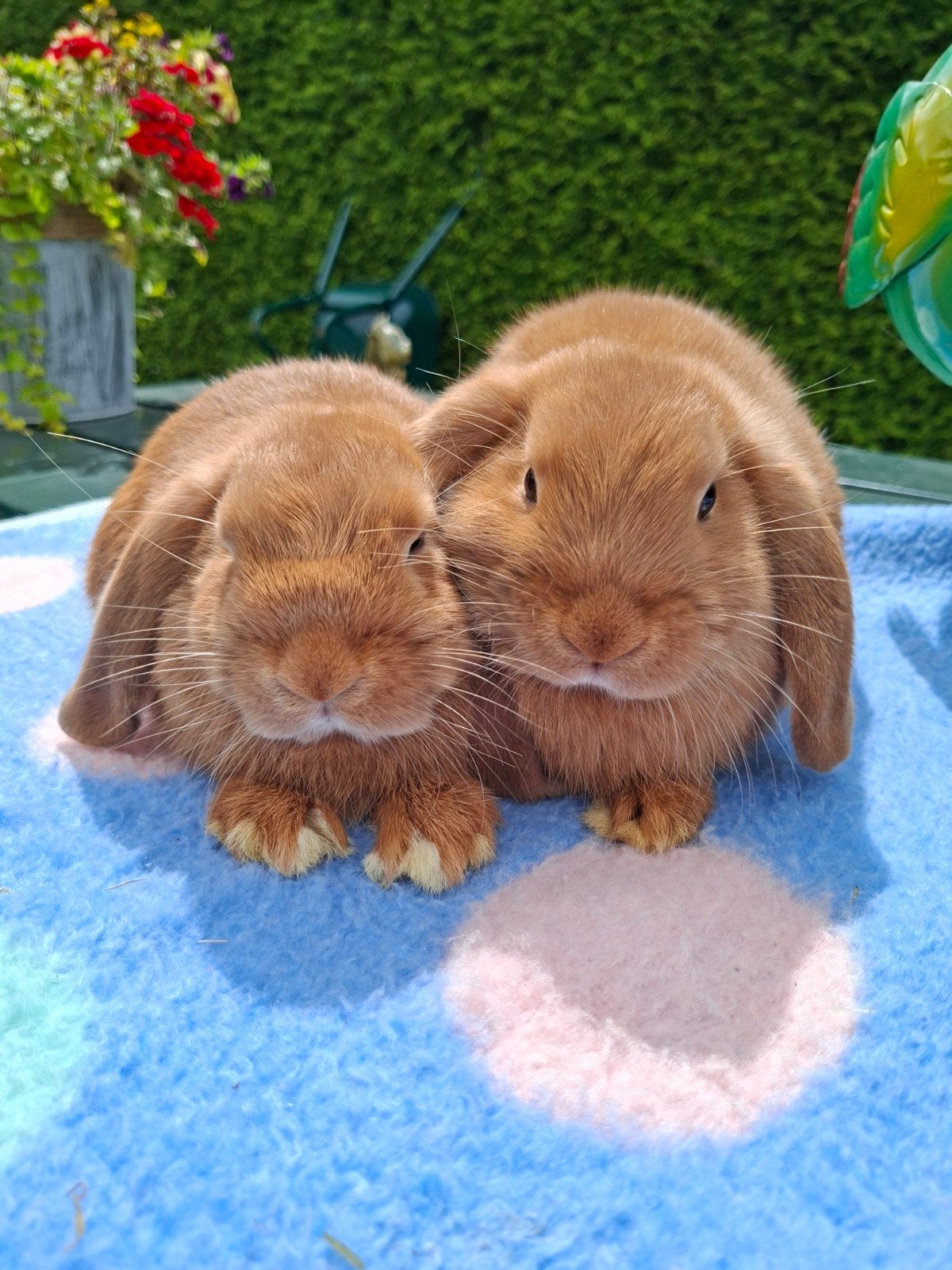 JONGE NHD KONIJNTJES, Dieren en Toebehoren, Konijnen, Meerdere dieren, Dwerg, Hangoor
