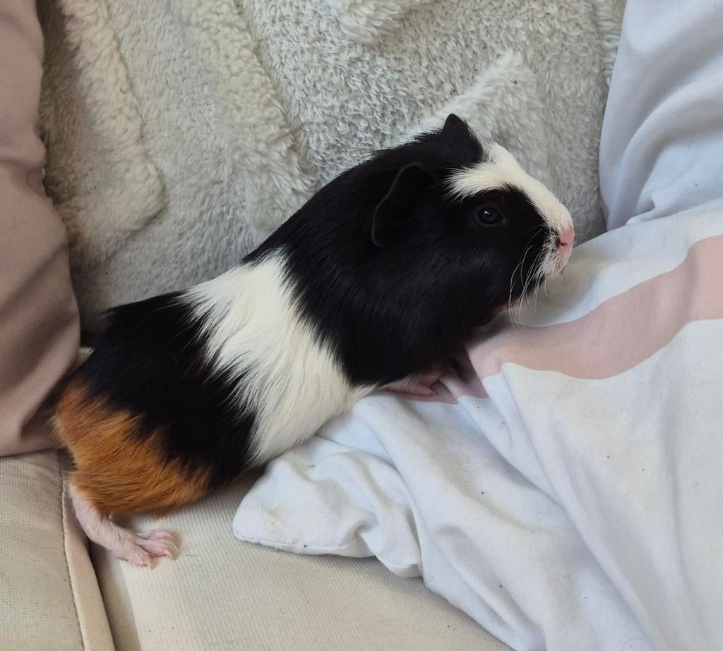 3 jonge cavia beertjes mogen verhuizen., Dieren en Toebehoren, Knaagdieren, April, Mannelijk, Cavia
