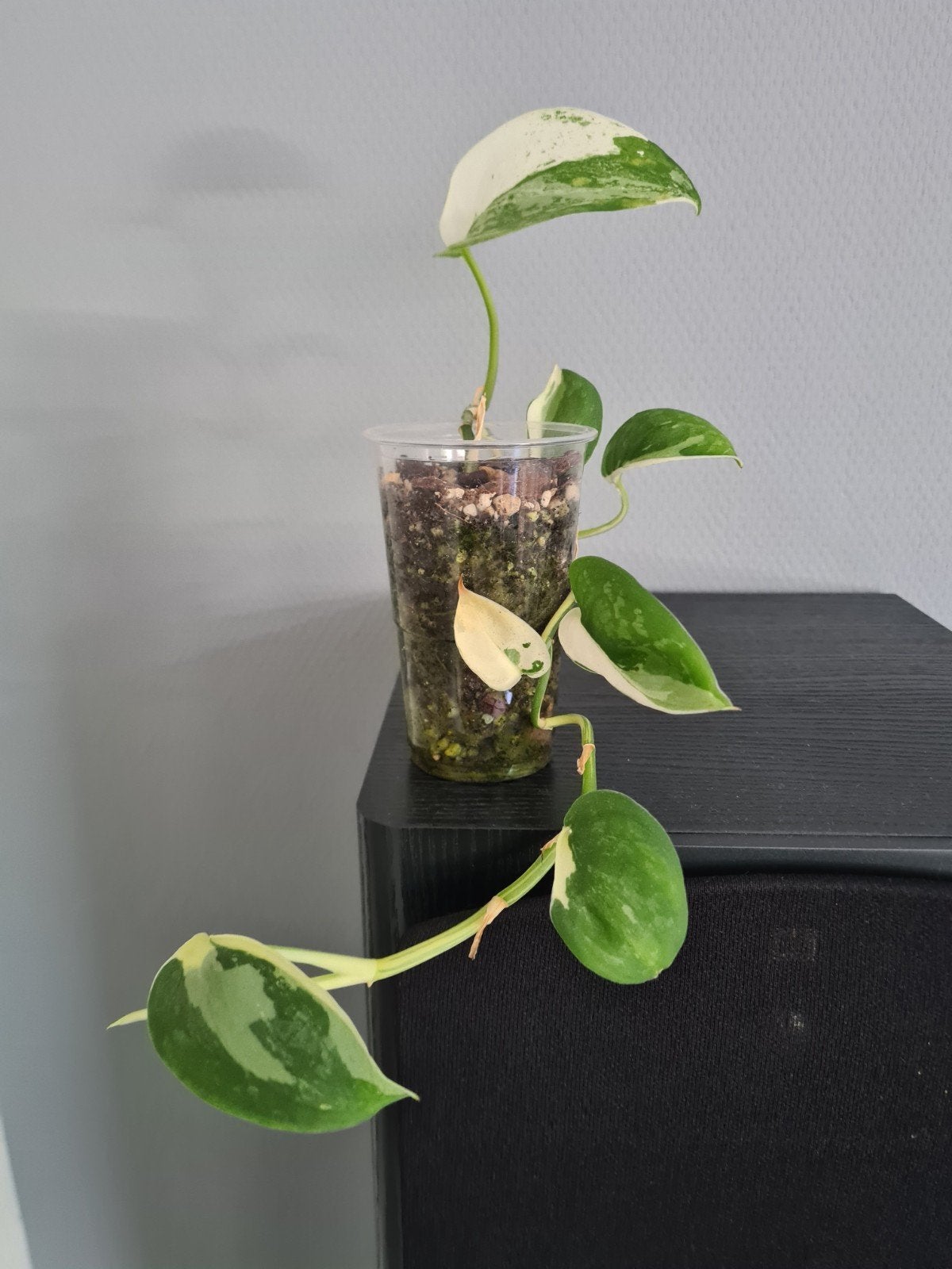 Scindapsus variegata., Ophalen, Halfschaduw, Minder dan 100 cm