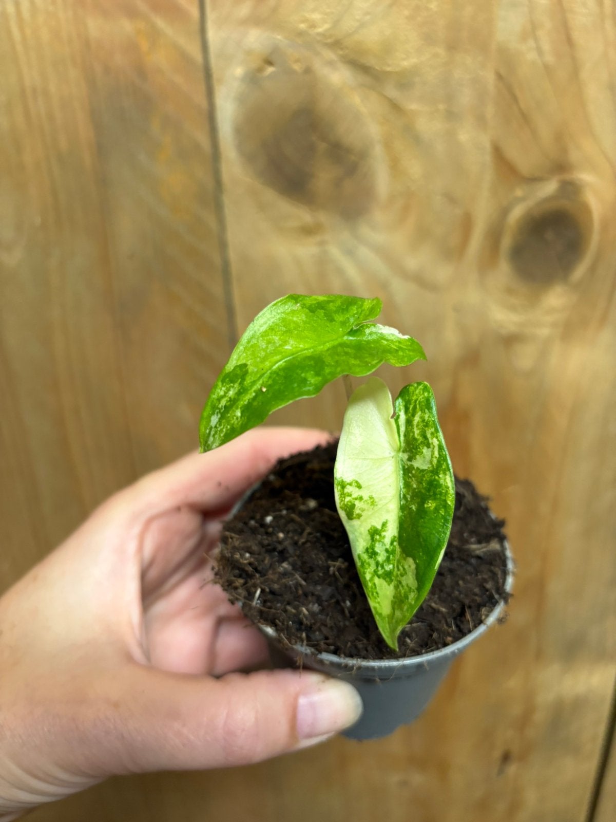 Alocasia tigrina superba variegata plant lemon lime aurea, Ophalen of Verzenden, Halfschaduw, Minder dan 100 cm