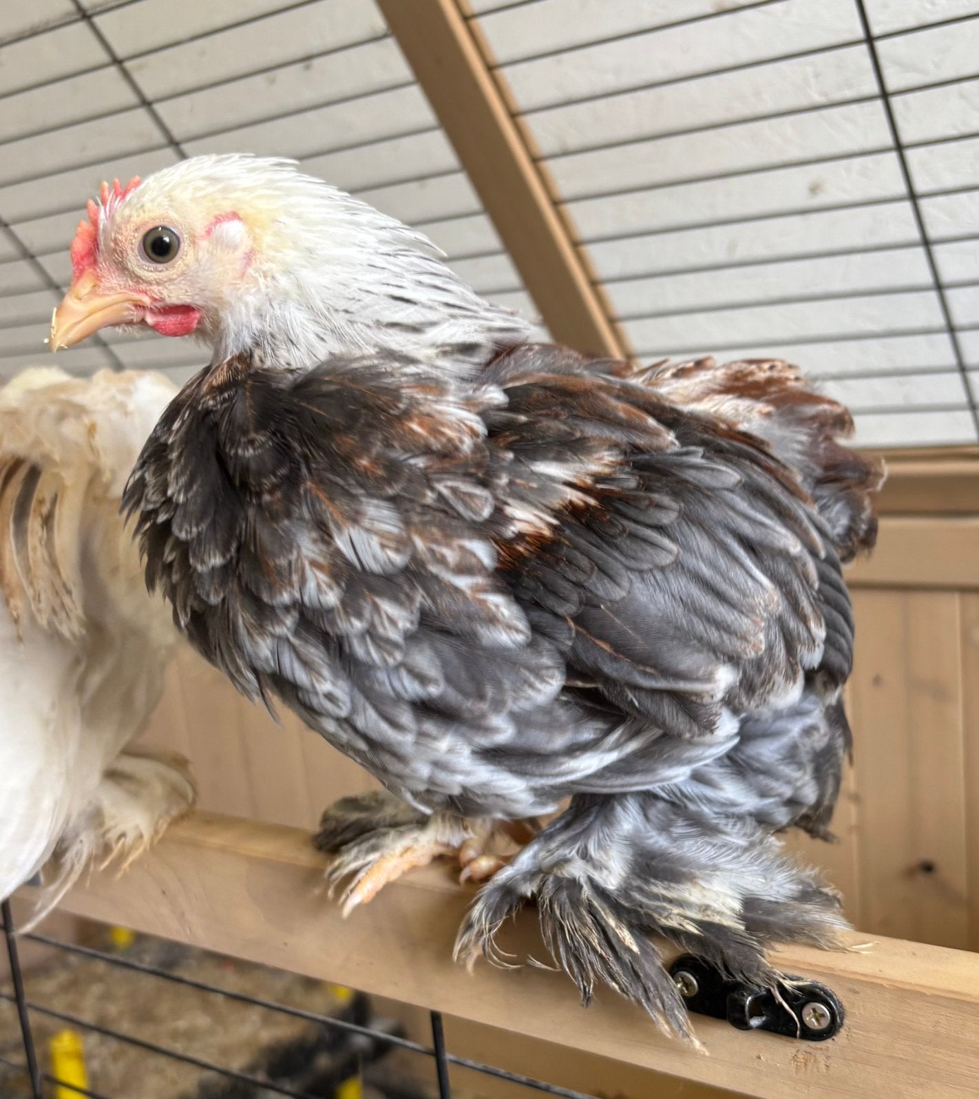Verschillende mooie Cochin kriel hanen, Dieren en Toebehoren, Pluimvee, Mannelijk, Kip