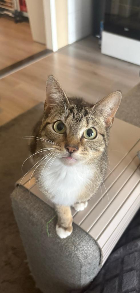 Prachtige Bengaal, Dieren en Toebehoren, Katten en Kittens | Overige Katten, Kater