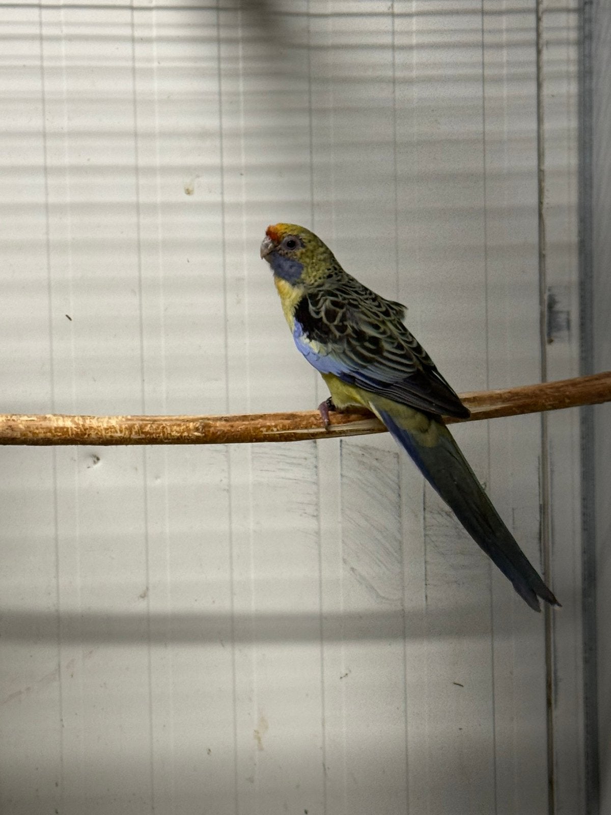 1-1 stro gele rosella, Dieren en Toebehoren, Meerdere dieren, Parkiet, Geringd