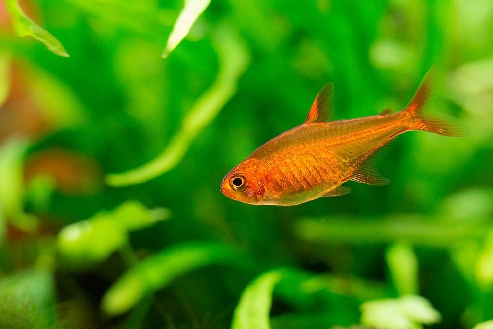 Hobbyaquarium vuurtetra, Vis, Zoetwatervis, Schoolvis