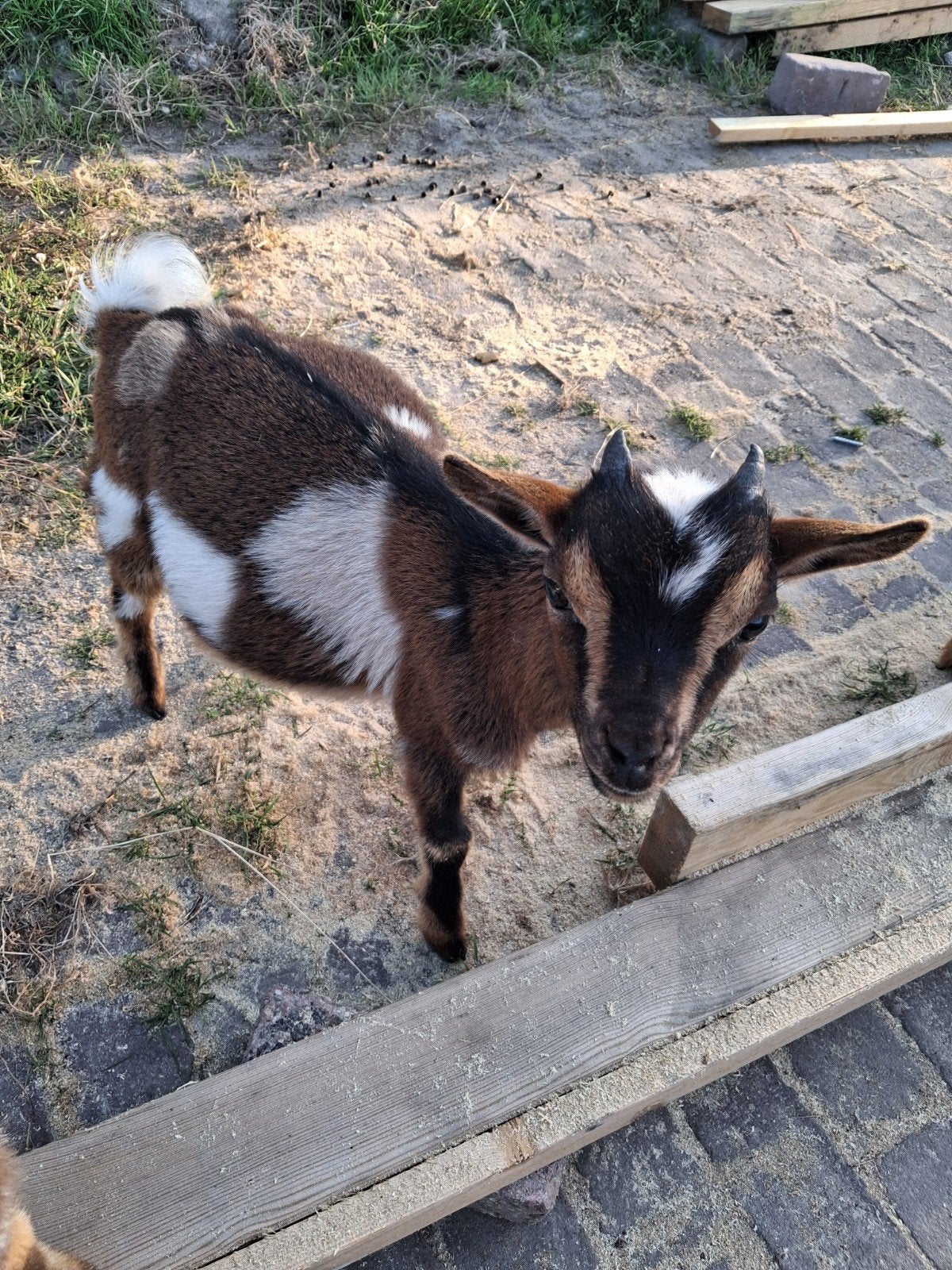 Maanvlek bokje + Rood geitje, Meerdere dieren, Geit, 0 tot 2 jaar