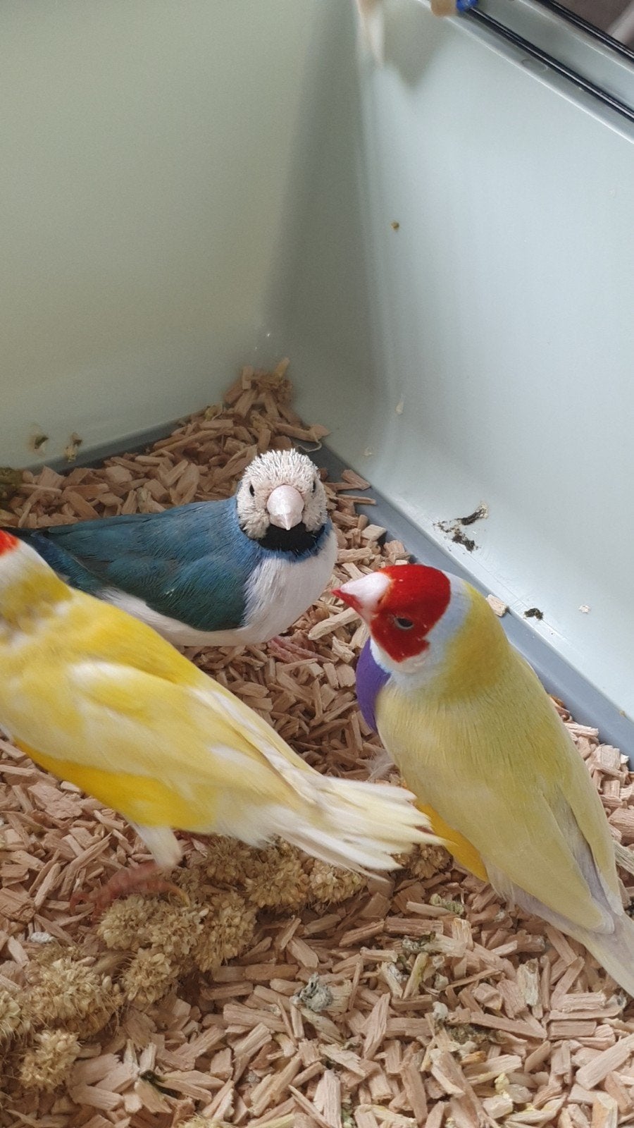 2xGele roodkop paarsborst gouldamadine man. Zie omschrijving, Dieren en Toebehoren, Vogels | Overige Vogels, Mannelijk, Tropenvogel