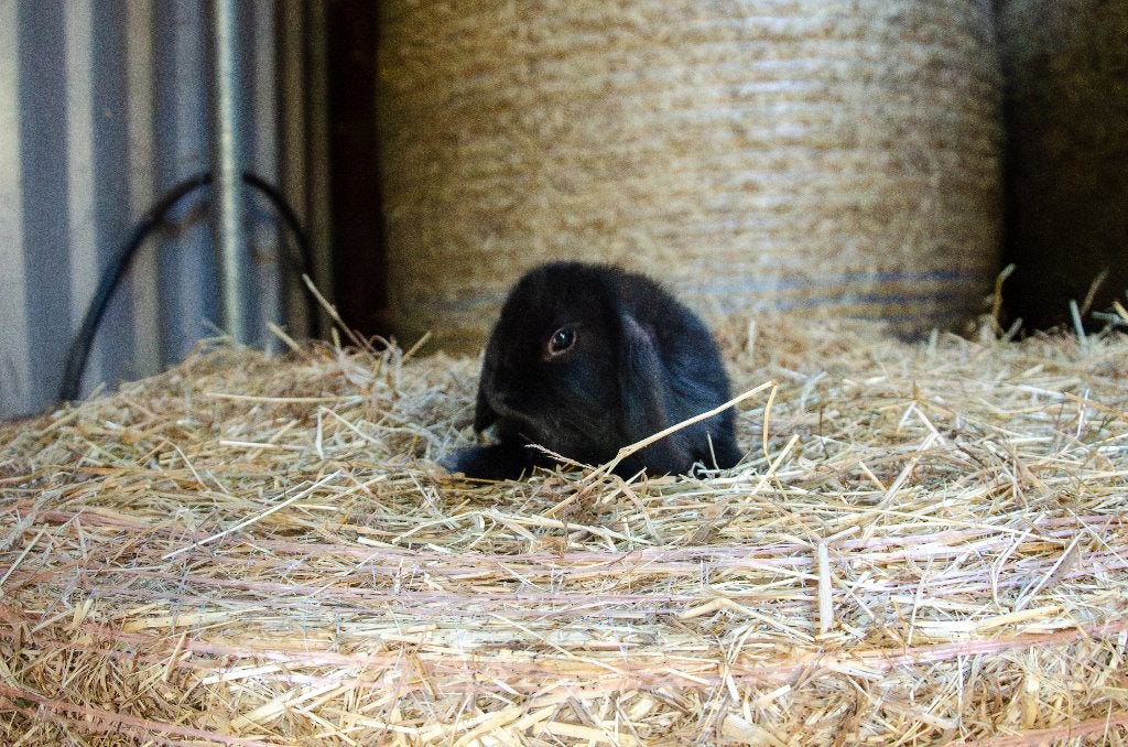 Nederlandse hangoordwerg konijntjes, Meerdere dieren, Dwerg, Hangoor, 0 tot 2 jaar