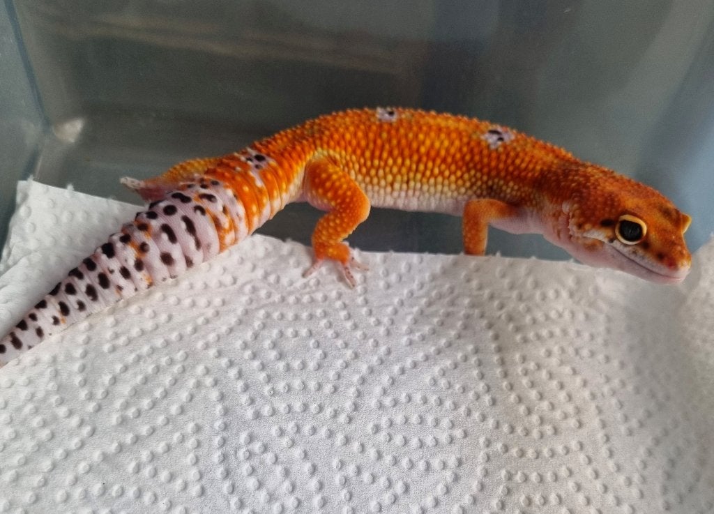 0.1 purple head mandarin het tremper  luipaardgekko Leopard Gecko photo 3
