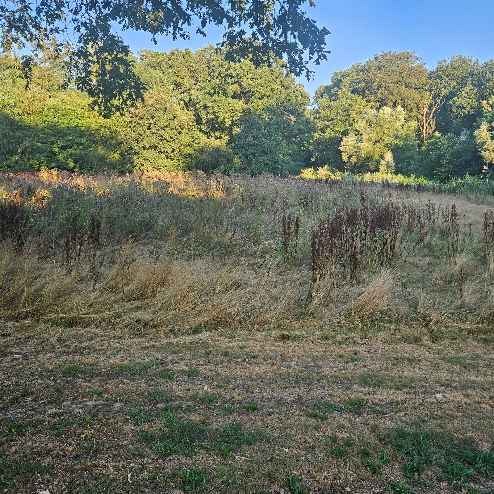 Hooi van kruidenrijk grasland ongeveer 1 ha, Ophalen