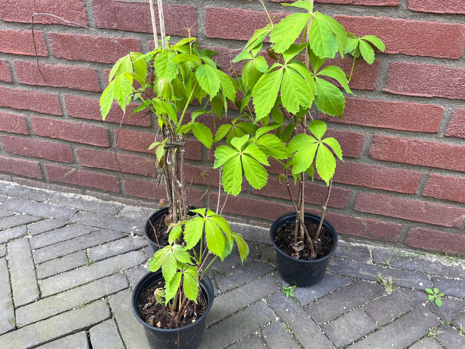 Wilde wingerd - klimplant, Tuin en Terras, Planten | Tuinplanten, Ophalen, Volle zon