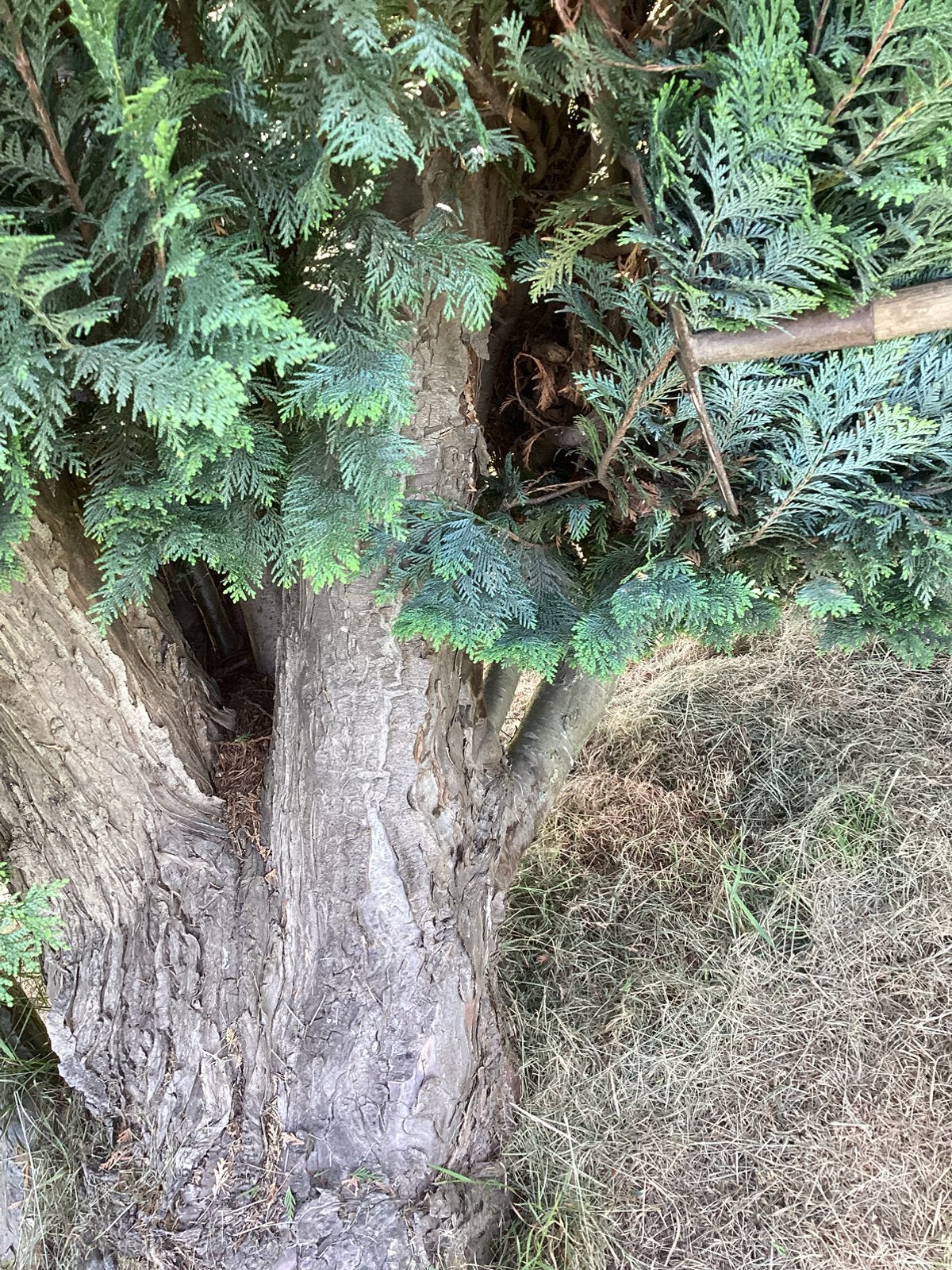 Gratis hout, Ophalen of Verzenden, Halfschaduw, Overige soorten, 100 tot 250 cm
