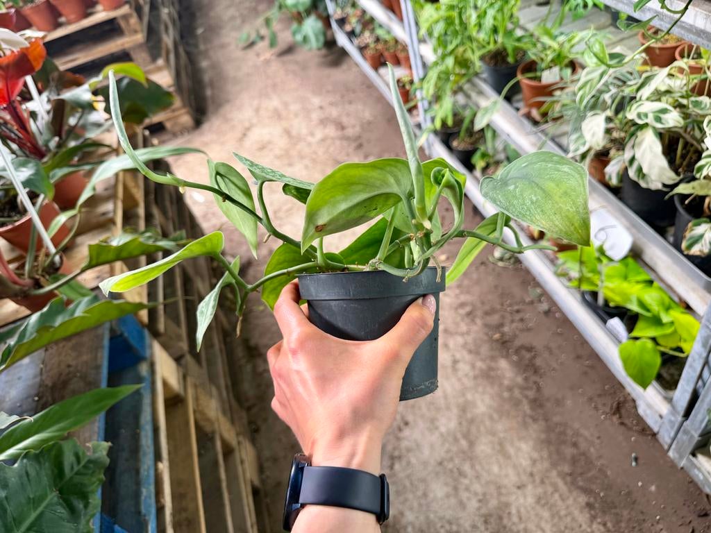 Scindapsus Trebie p12, Overige soorten, In pot, Minder dan 100 cm, Groene kamerplant
