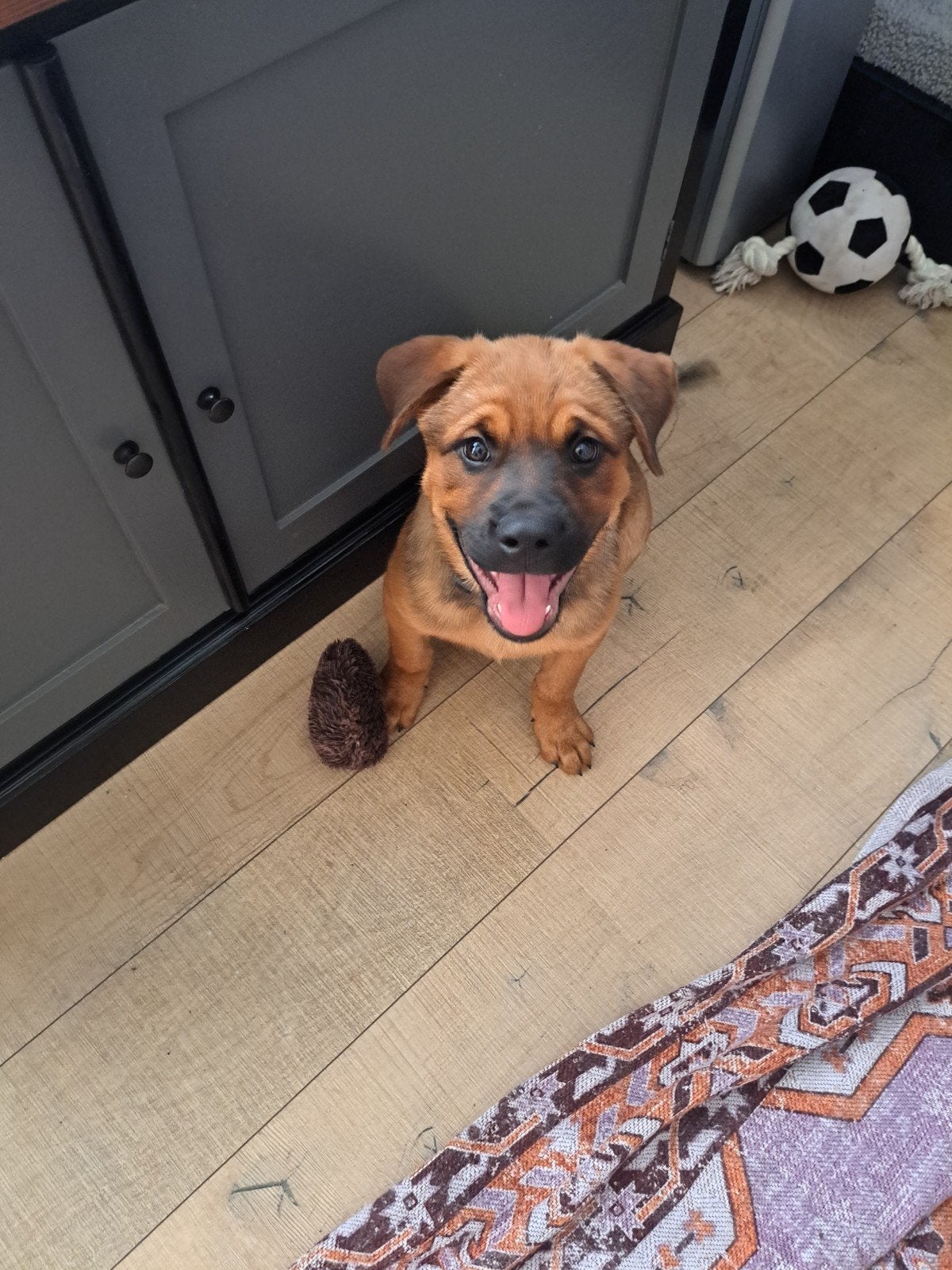 Pup Hollandseherder Rottweiler 15 weken, 8 tot 15 weken, Eén hond, Nederland, Particulier