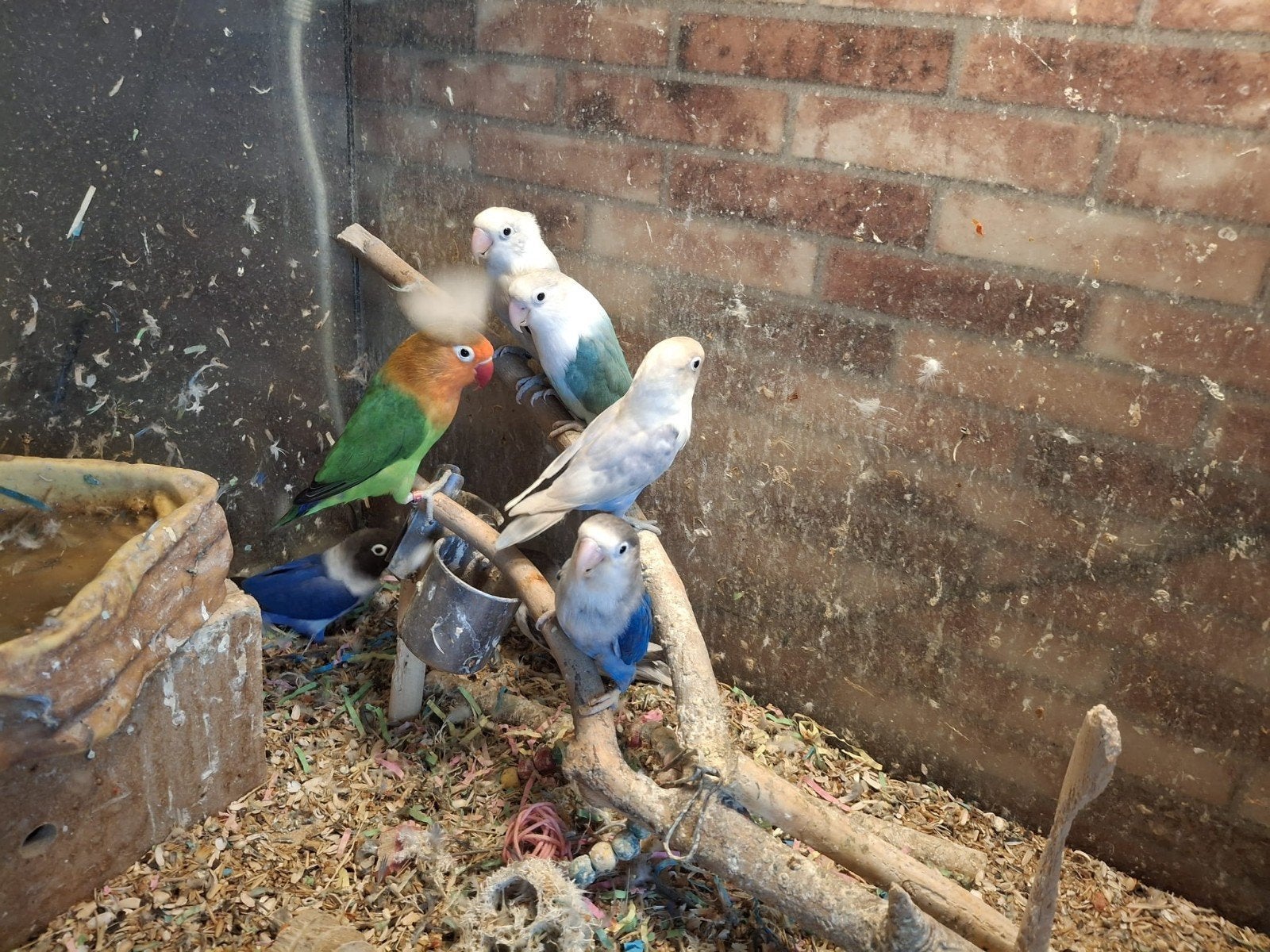 Agapornissen 3x koppel en 1 wildkleur vrouw, Meerdere dieren