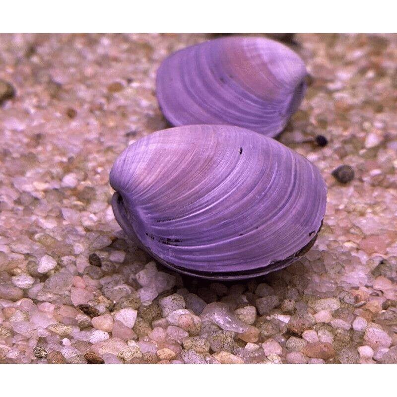 Jewel Clam- Bivalvia SP mossel - Juweel mossel, Slak of Weekdier, Zoetwatervis