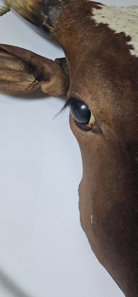 Levensgrote Zuid-Afrikaanse Ankole/Watusi Koeienkop, Ophalen of Verzenden