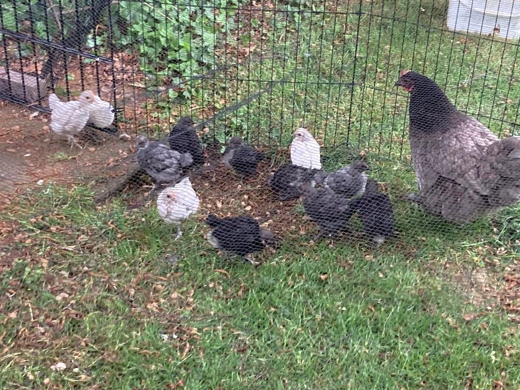 Kuikens 1 maand oud, Dieren en Toebehoren, Pluimvee, Meerdere dieren, Kip