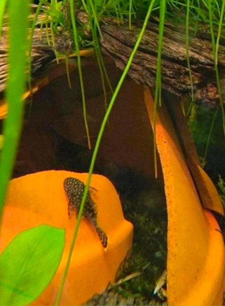 Leuke kleine Ancistrus, gratis., Dieren en Toebehoren, Vissen | Aquariumvissen, Vis