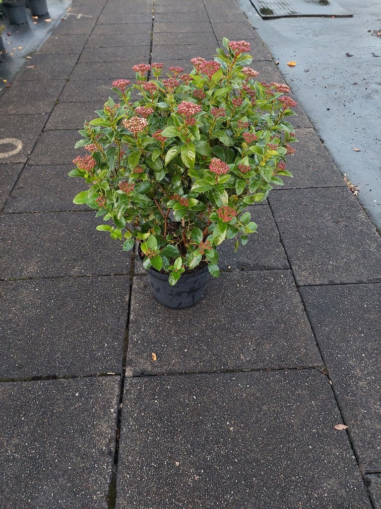 Viburnum tinus Lisa rose, Vaste plant, Halfschaduw, Winter, Ophalen