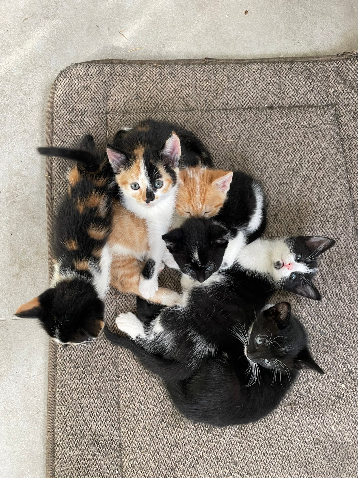 Lieve makke kittens te koop, Kater