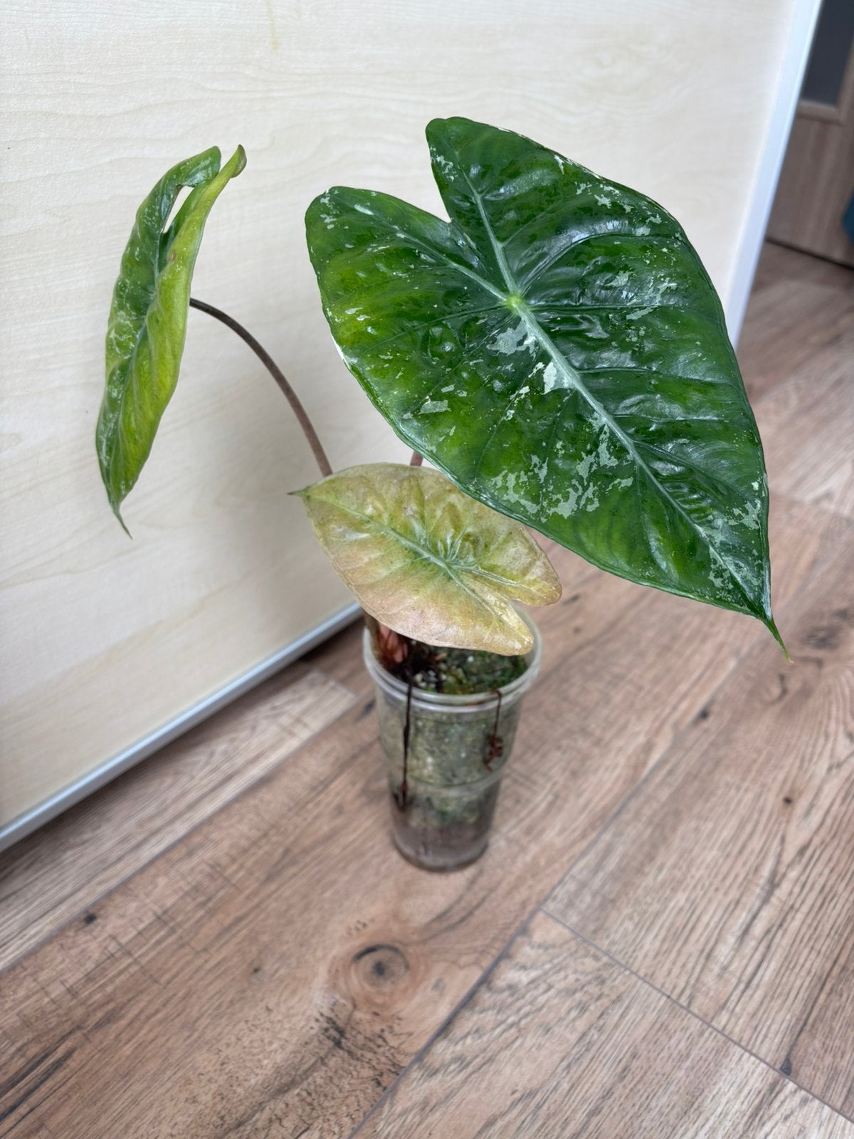 Alocasia pink dragon knollen, Ophalen of Verzenden, Halfschaduw, Minder dan 100 cm