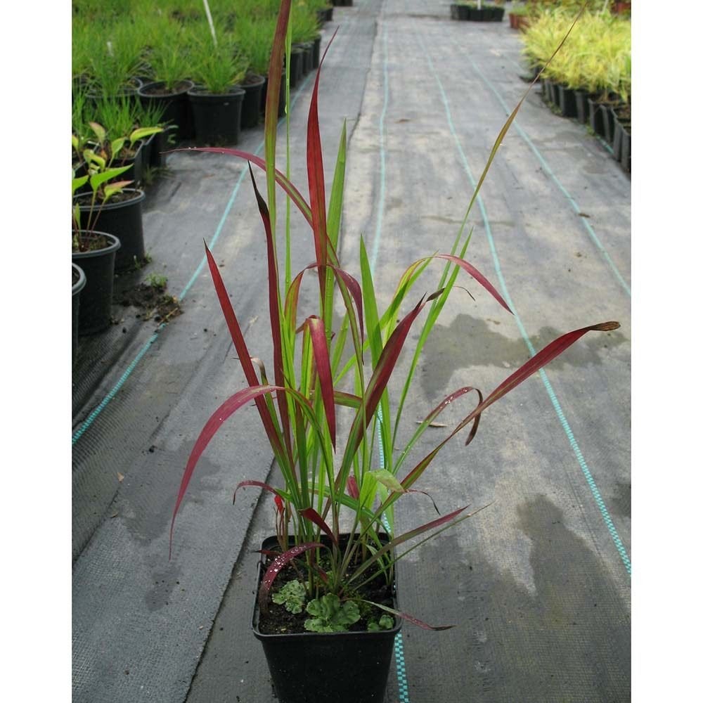 Japans bloedgras imperata cylindrica red baron potmaat P9, Tuin en Terras, Ophalen, Vaste plant, Siergrassen, Volle zon