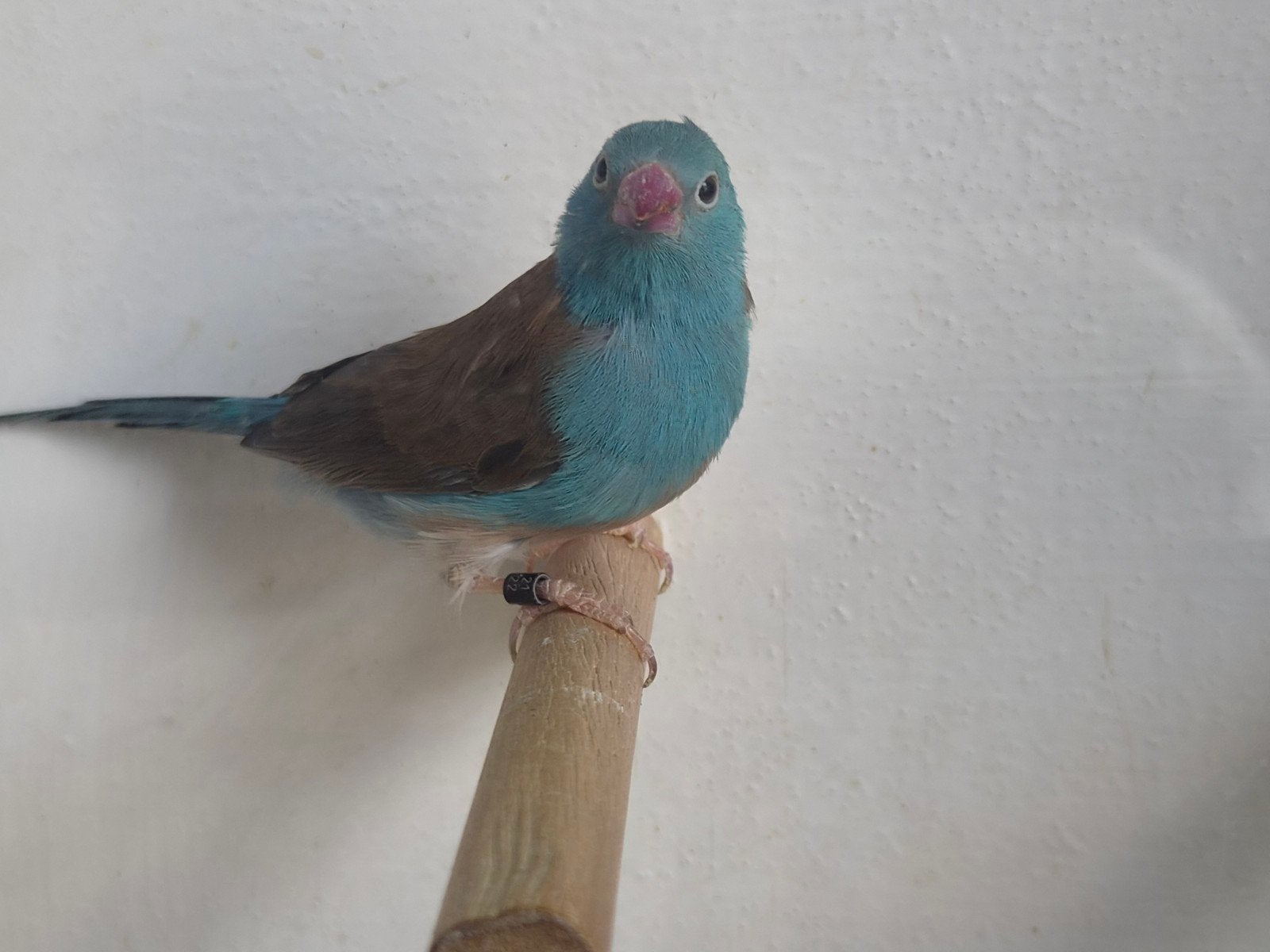 blauwkopblauwfazantje, Dieren en Toebehoren, Mannelijk, Tropenvogel, Geringd