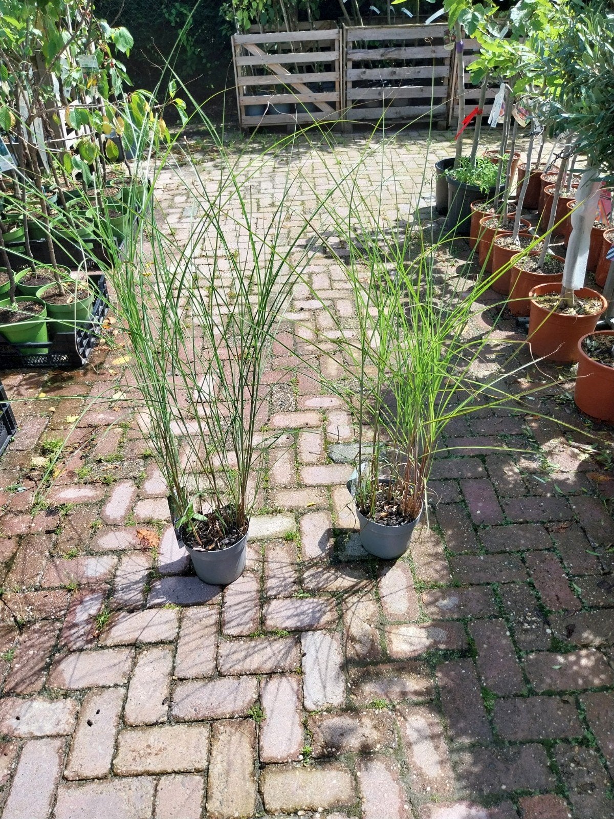 Miscanthus Gracillimus - Siergras voor Tuin en Terras, Tuin en Terras, Planten | Tuinplanten, Ophalen, Volle zon, Vaste plant