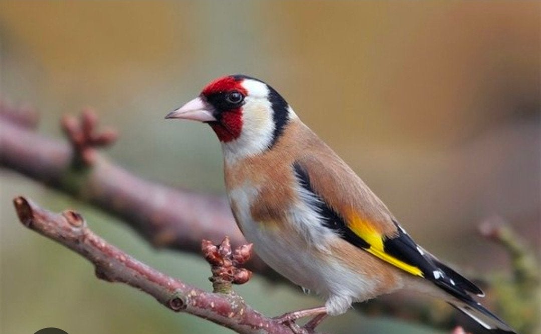 gezocht majoor putter pop, Dieren en Toebehoren, Vrouwelijk, Wildzangvogel, Geringd