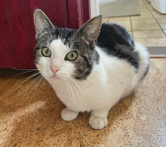 Lieve beleefde gecastreerde kater 1,5 jr, Kater, Kortharig, 0 tot 2 jaar