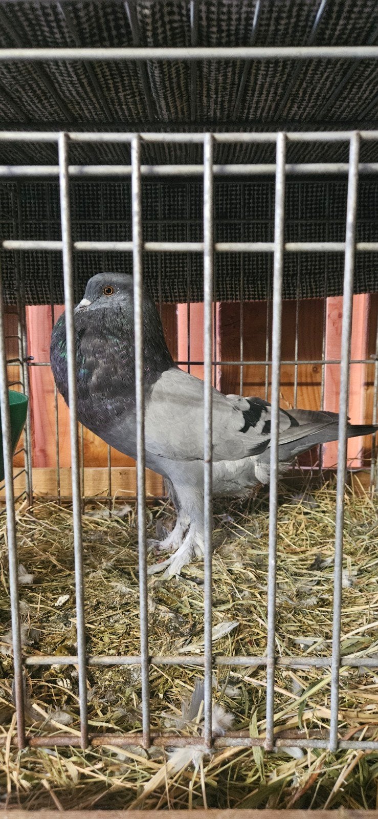 Te koop Kruising duif, Dieren en Toebehoren, Mannelijk