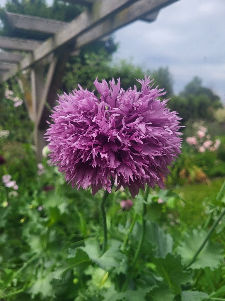 Zaden Papaver paarse pompon, Verzenden, Volle zon
