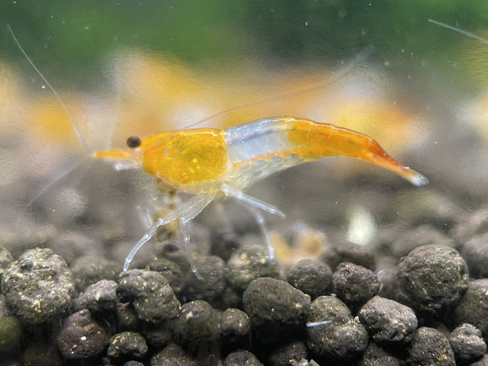 Neocaridina orange rili garnalen, Kreeft, Krab of Garnaal