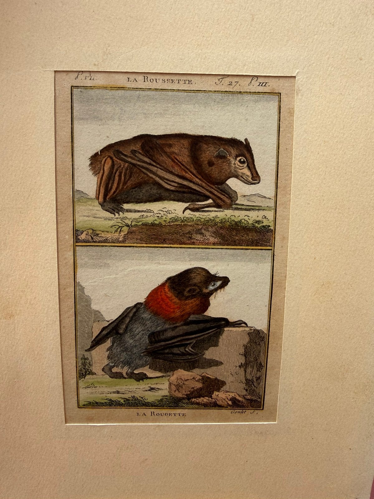 Antieke/vintage prent – “La Roussette” & “La Rougette”, Antiek en Kunst, 1800 - 1899, Ophalen of Verzenden, 24 cm, Flora en Fauna