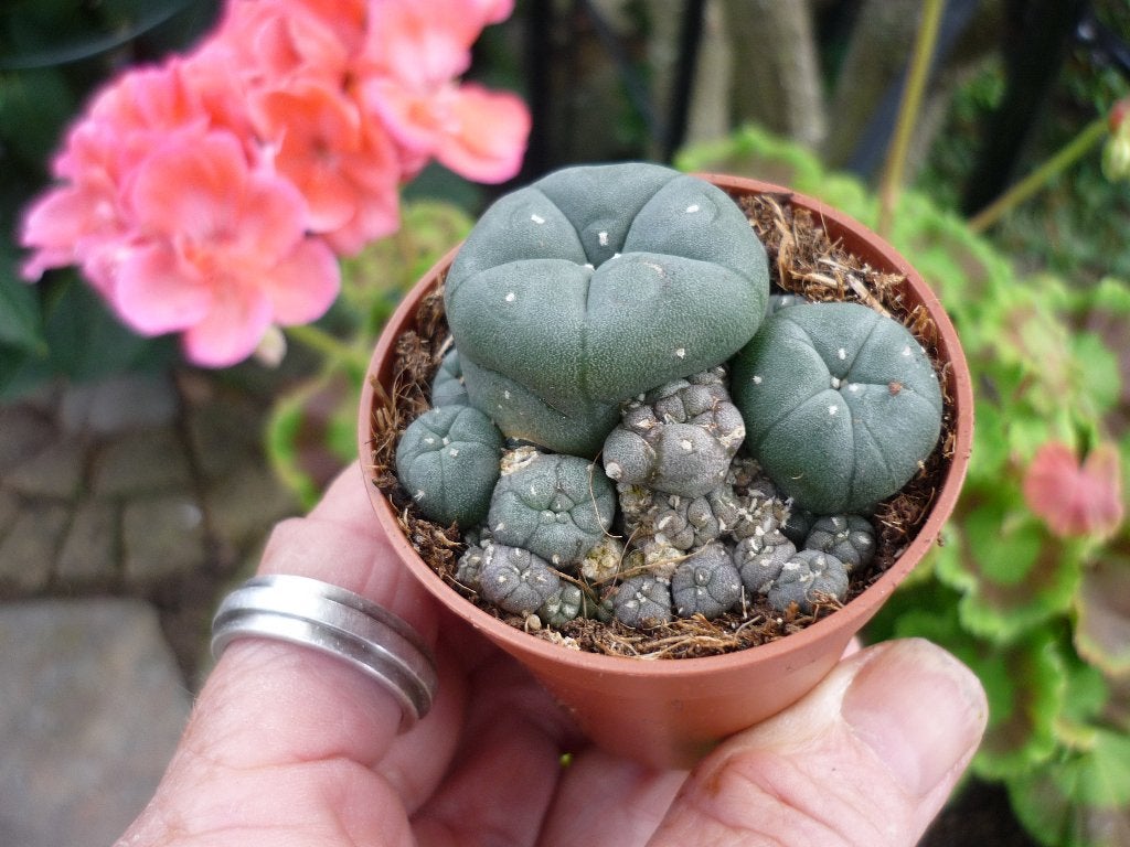 cactus - Lophophora williamsii, Huis en Inrichting, Ophalen of Verzenden, Cactus, Volle zon, Minder dan 100 cm
